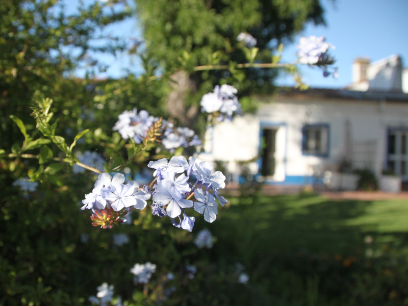 Flores