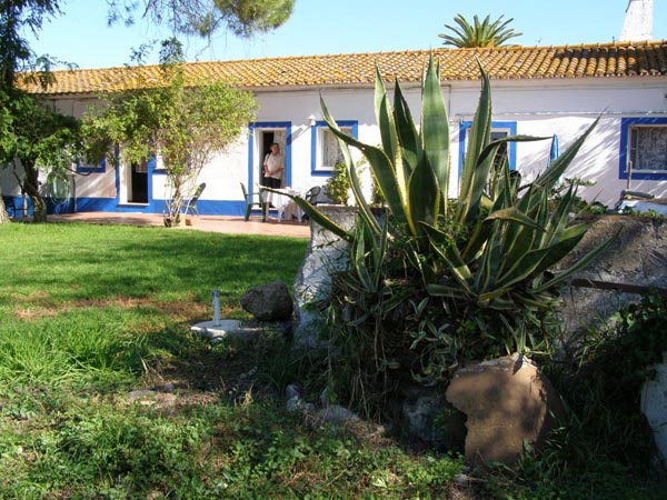 Agave