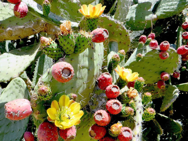 Cactus
