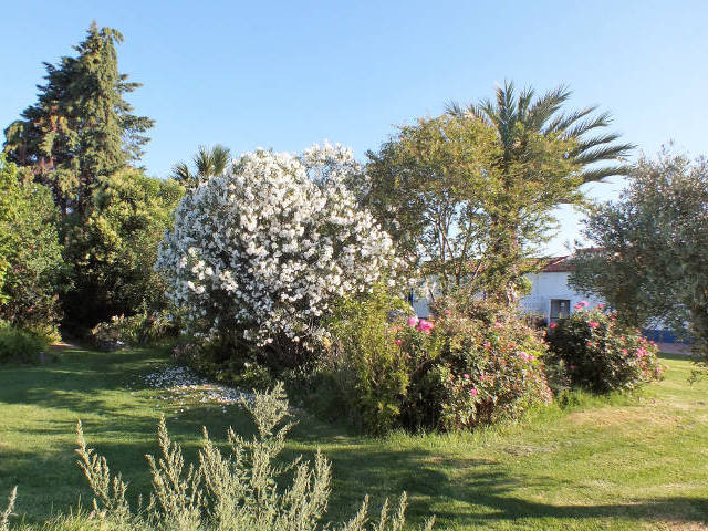 Oleander