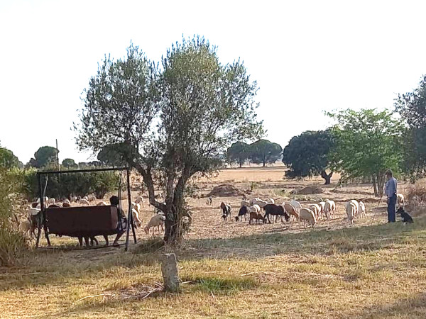 WatchingSheep