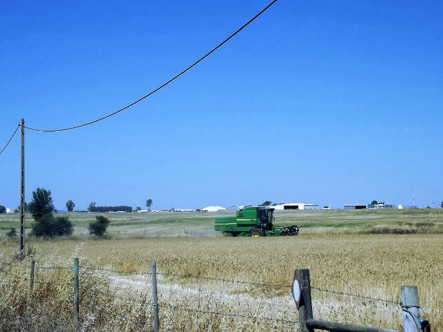 Grain