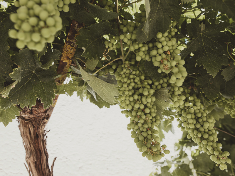 Uvas