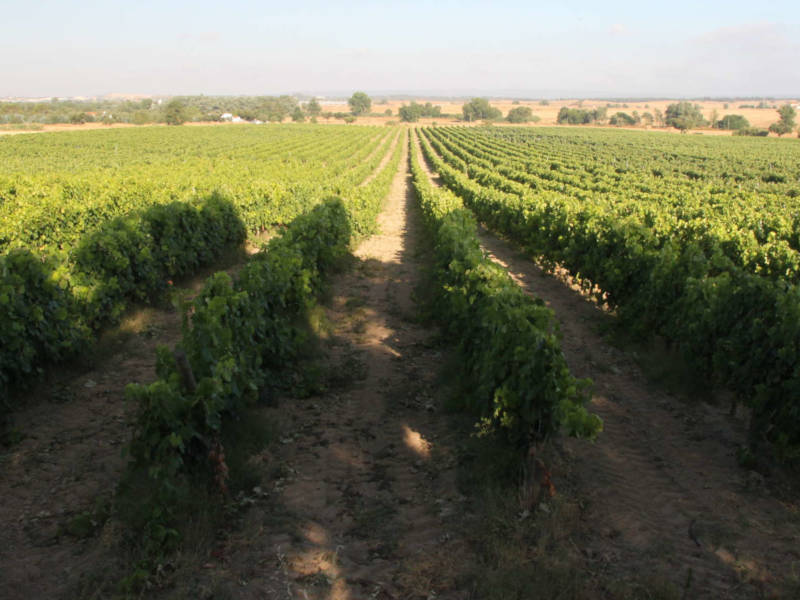 Vineyard