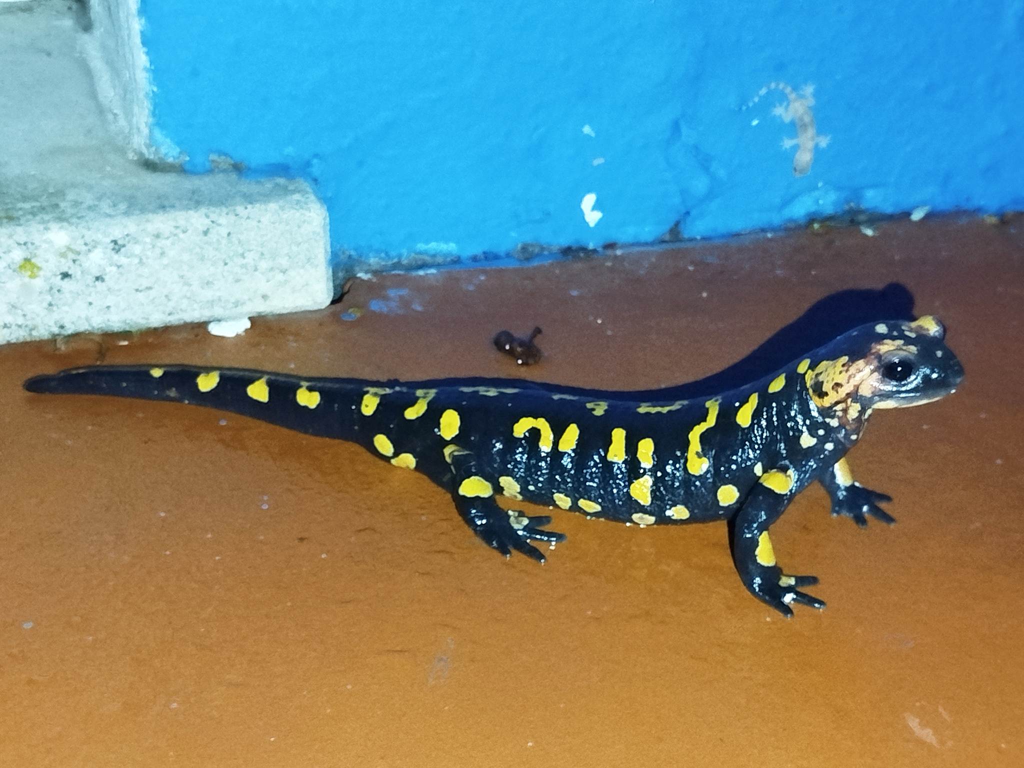 VuurSalamander