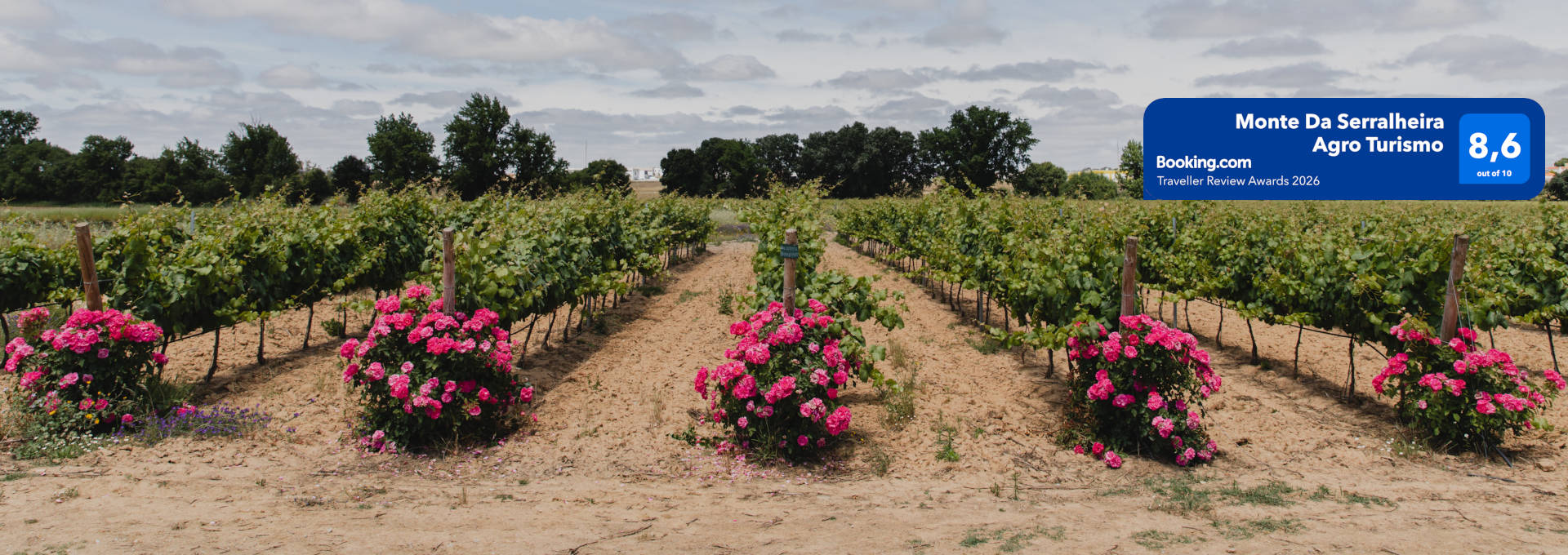 Roses262